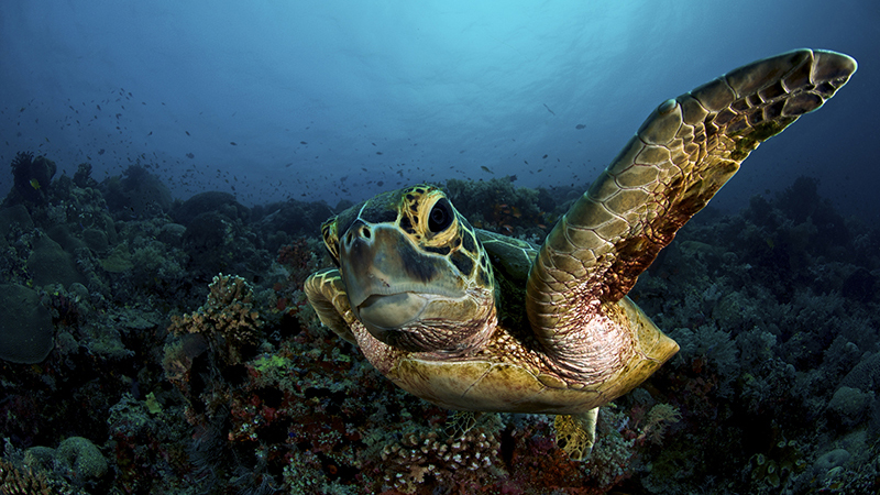 Underwater view of a turtle